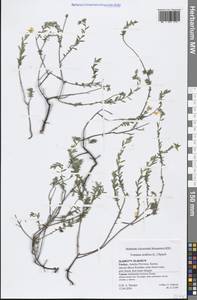 Fumana arabica (L.) Spach, South Asia, South Asia (Asia outside ex-Soviet states and Mongolia) (ASIA) (Turkey)