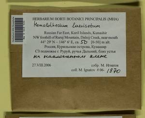 Oticodium laevisetum (Sande Lac.) Huttunen, Hedenäs & Ignatov, Bryophytes, Bryophytes - Russian Far East (excl. Chukotka & Kamchatka) (B20) (Russia)