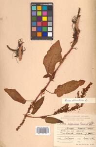 Rumex obtusifolius L., Siberia, Russian Far East (S6) (Russia)