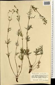 Potentilla multifida L., Mongolia (MONG) (Mongolia)