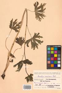 Aconitum maximum Pall. ex DC., Siberia, Chukotka & Kamchatka (S7) (Russia)