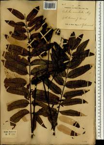 Toona sinensis (A. Juss.) M. Roem., South Asia, South Asia (Asia outside ex-Soviet states and Mongolia) (ASIA) (Indonesia)