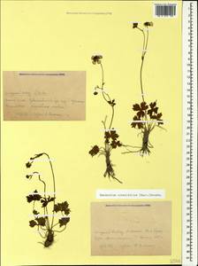 Ranunculus crassifolius (Rupr.) Grossh., Caucasus, Krasnodar Krai & Adygea (K1a) (Russia)