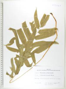 Coniogramme intermedia Hieron., Siberia, Russian Far East (S6) (Russia)