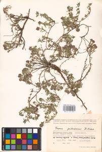 MHA 0 157 339, Thymus pallasianus Heinr.Braun, Eastern Europe, Lower Volga region (E9) (Russia)