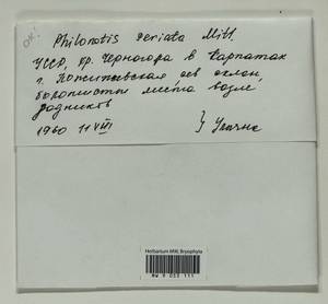 Philonotis seriata Mitt., Bryophytes, Bryophytes - Ukraine & Moldova (B3) (Ukraine)