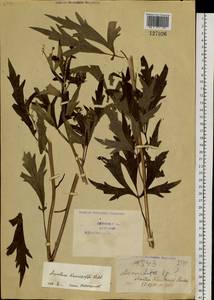 Aconitum kusnezoffii Rchb., Siberia, Baikal & Transbaikal region (S4) (Russia)