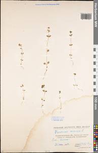 Veronica arvensis L., Eastern Europe, North Ukrainian region (E11) (Ukraine)