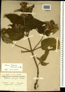 Phlomis herba-venti subsp. pungens (Willd.) Maire ex DeFilipps, Crimea (KRYM) (Russia)