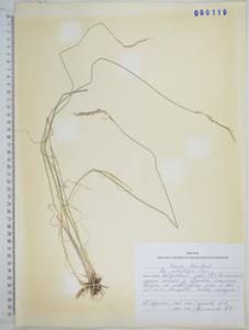 Poa versicolor Besser, Siberia, Russian Far East (S6) (Russia)