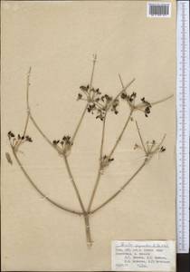 Ferula gigantea B. Fedtsch., Middle Asia, Pamir & Pamiro-Alai (M2) (Tajikistan)