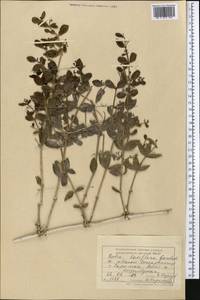 Rubia laxiflora Gontsch., Middle Asia, Pamir & Pamiro-Alai (M2) (Uzbekistan)