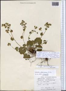 Alchemilla gibberulosa H. Lindb., Eastern Europe, Central forest-and-steppe region (E6) (Russia)