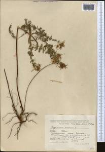 Hypericum scabrum L., Middle Asia, Pamir & Pamiro-Alai (M2) (Tajikistan)