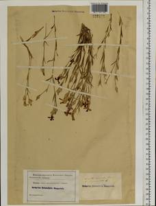 Dianthus chinensis L., Siberia, Baikal & Transbaikal region (S4) (Russia)