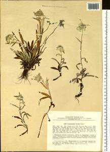 Leontopodium discolor Beauverd, Siberia, Russian Far East (S6) (Russia)