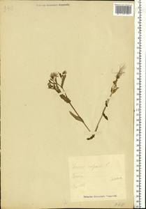 Senecio vulgaris L., Eastern Europe, Estonia (E2c) (Estonia)