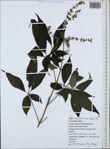 Vitex negundo L., South Asia, South Asia (Asia outside ex-Soviet states and Mongolia) (ASIA) (China)