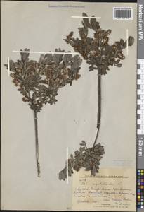 Salix myrtilloides L., Siberia, Russian Far East (S6) (Russia)