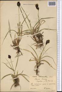 Carex melanantha C.A.Mey., Middle Asia, Northern & Central Tian Shan (M4) (Kyrgyzstan)