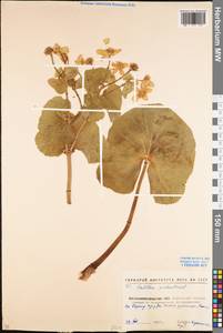Caltha palustris L., Eastern Europe, North Ukrainian region (E11) (Ukraine)