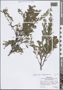 Spiraea crenata subsp. crenata, Eastern Europe, Middle Volga region (E8) (Russia)