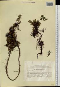 Salix nummularia Andersson, Siberia, Baikal & Transbaikal region (S4) (Russia)