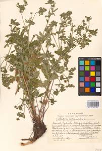 Potentilla intermedia L., Eastern Europe, Moscow region (E4a) (Russia)