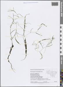 Potamogeton berchtoldii Fieber, Eastern Europe, Central region (E4) (Russia)