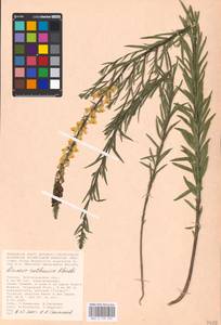 MHA 0 159 405, Linaria biebersteinii Besser, Eastern Europe, Lower Volga region (E9) (Russia)