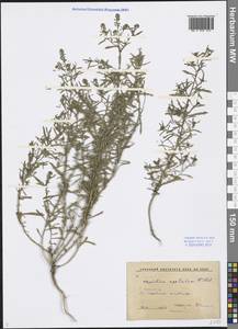 Lepidium apetalum Willd., Siberia, Baikal & Transbaikal region (S4) (Russia)