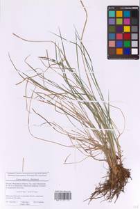 Carex nigra (L.) Reichard, Eastern Europe, Moscow region (E4a) (Russia)