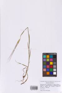 Hordeum vulgare subsp. distichon (L.) Körn., Eastern Europe, Moscow region (E4a) (Russia)