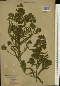 Onosma borysthenica Klokov, Eastern Europe, South Ukrainian region (E12) (Ukraine)