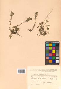 Draba borealis DC., Siberia, Russian Far East (S6) (Russia)