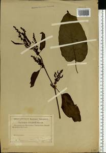 Rumex obtusifolius L., Eastern Europe, Western region (E3) (Russia)