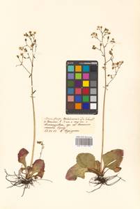 Micranthes sachalinensis (F. Schmidt) S. Akiyama & H. Ohba, Siberia, Russian Far East (S6) (Russia)