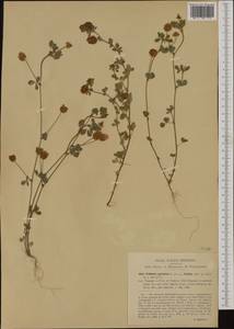 Trifolium aureum Pollich, Western Europe (EUR) (Italy)