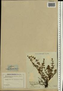 Thymus, Eastern Europe, North-Western region (E2) (Russia)