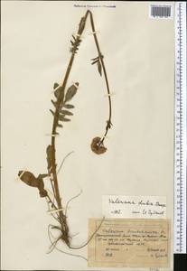 Valeriana dubia Bunge, Middle Asia, Northern & Central Tian Shan (M4) (Kyrgyzstan)