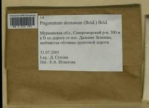 Pogonatum dentatum (Menzies ex Brid.) Brid., Bryophytes, Bryophytes - Karelia, Leningrad & Murmansk Oblasts (B4) (Russia)