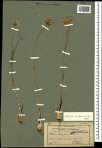 Allium kunthianum Vved., Caucasus, Armenia (K5) (Armenia)