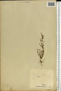 Salicornia europaea (Moss) Lambinon & Vanderp., Eastern Europe, Estonia (E2c) (Estonia)
