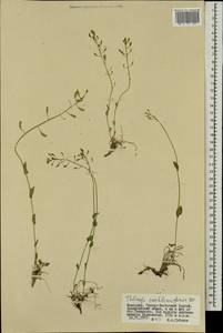 Noccaea cochleariforme (DC.) Á. Löve & D. Löve, Mongolia (MONG) (Mongolia)