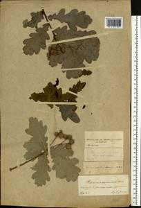 Quercus robur L., Eastern Europe, Central forest-and-steppe region (E6) (Russia)