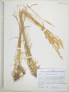 Koeleria subalpestris (Hartm.) Barberá, Quintanar, Soreng & P.M.Peterson, Siberia, Russian Far East (S6) (Russia)