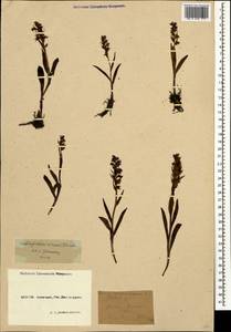 Dactylorhiza viridis (L.) R.M.Bateman, Pridgeon & M.W.Chase, Caucasus, Krasnodar Krai & Adygea (K1a) (Russia)