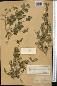 Lonicera microphylla Willd. ex Roem. & Schult., Middle Asia, Dzungarian Alatau & Tarbagatai (M5) (Kazakhstan)