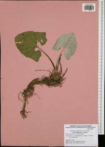 Petasites spurius (Retz.) Rchb., Eastern Europe, Central region (E4) (Russia)