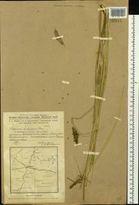 Alopecurus arundinaceus Poir., Siberia, Western Siberia (S1) (Russia)